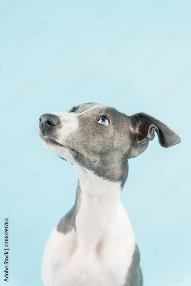 A small gray whippet in the studio

