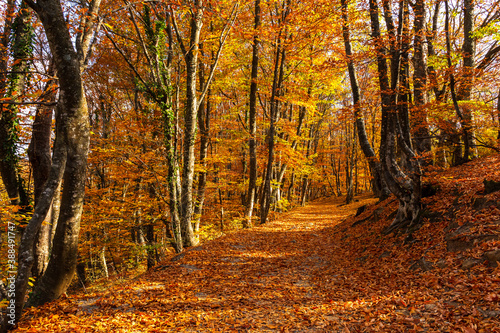 Autumn colorful beech forest. A fairy-tale landscape with Golden foliage and a path going into perspective. Walk through the Sunny autumn Park. Bright picturesque natural background with warm colors. © Anna Pismenskova