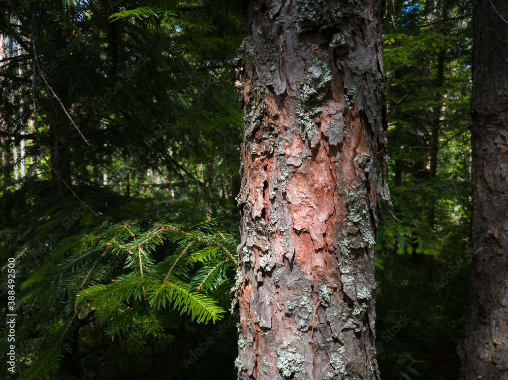 Bark texture and abstract shapes on a pine tree in an evergreen forest in sunlight. Bark texture and abstract shapes on a pine tree in an evergreen forest in sunlight.