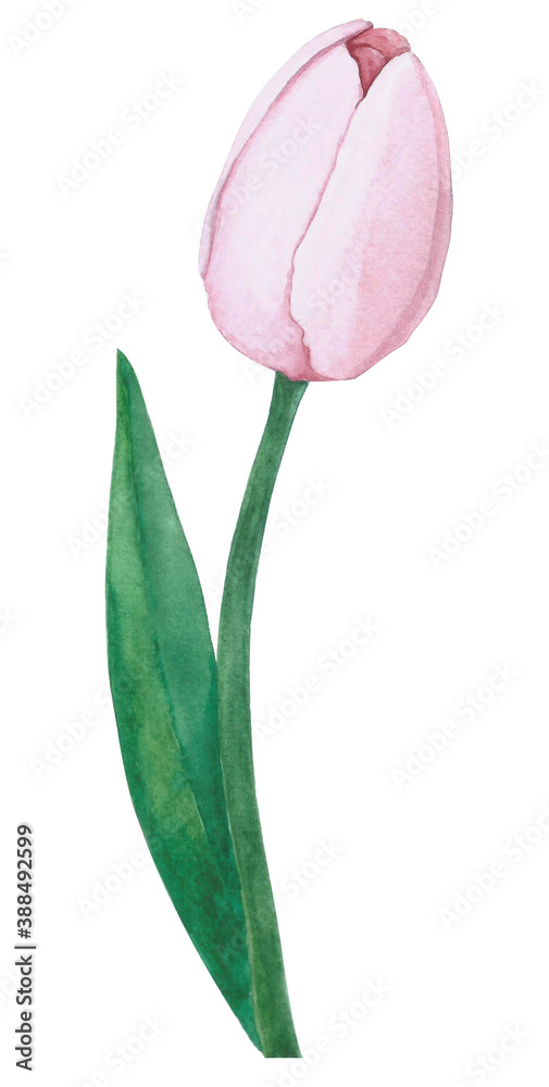 Fototapeta premium watercolor tulip flower with clipping mask 