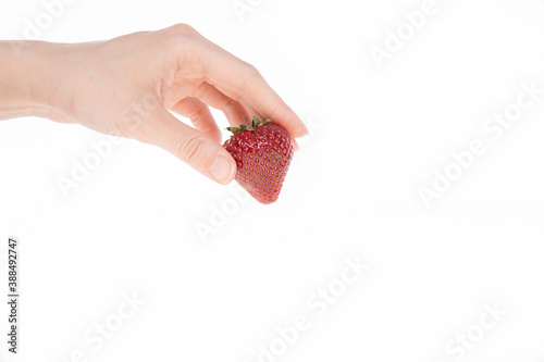 female hand holding red raw fresh strawberry on white background, close view 