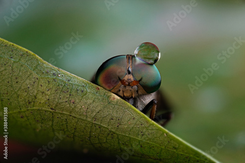 black soilder fly macro photo