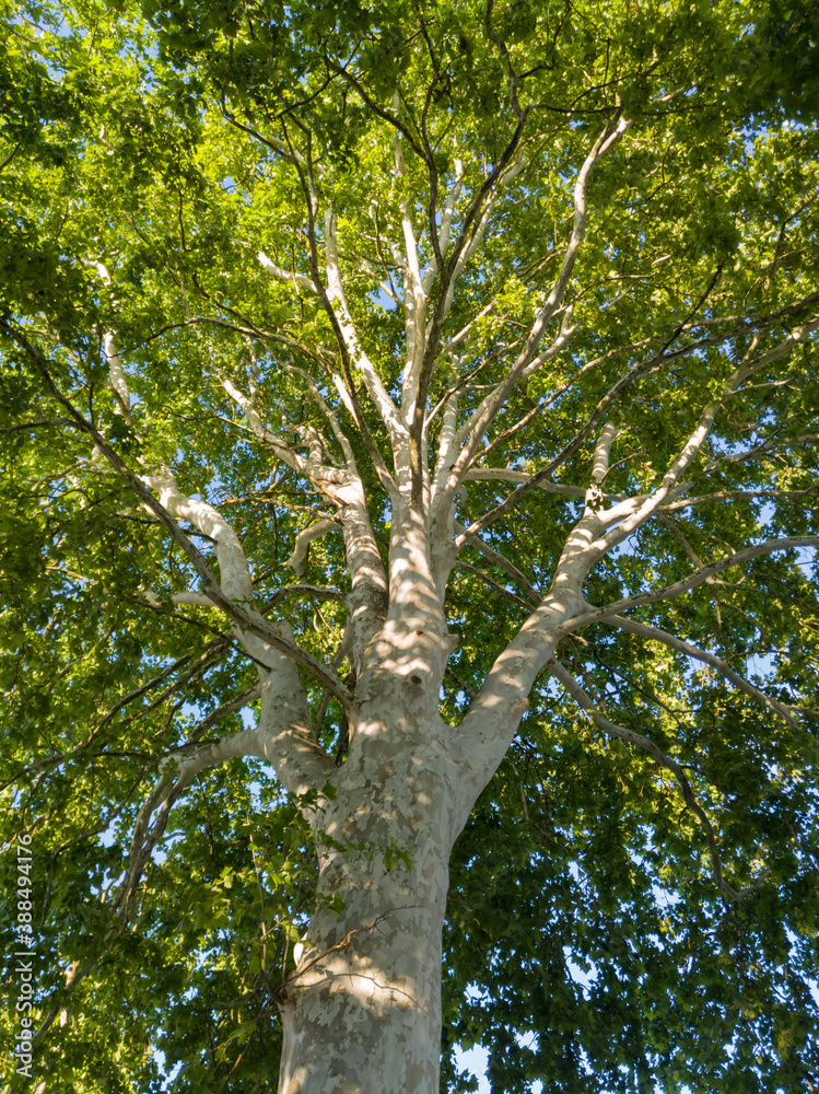 Fototapeta premium Branched canopy with green leaves on a plane tree in summer.