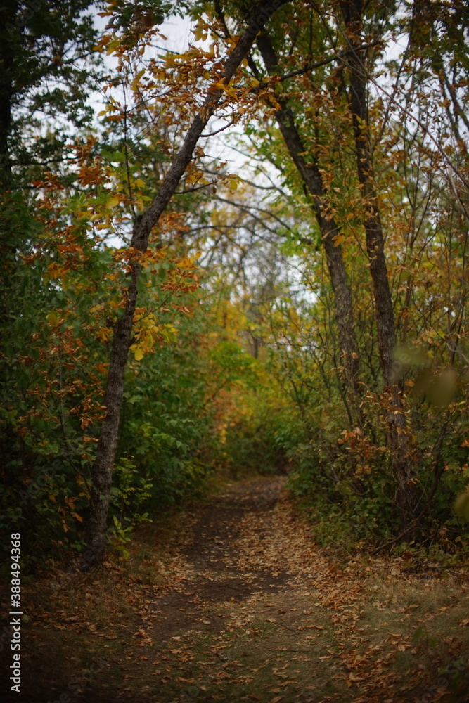 autumn forest with road in cloudy day