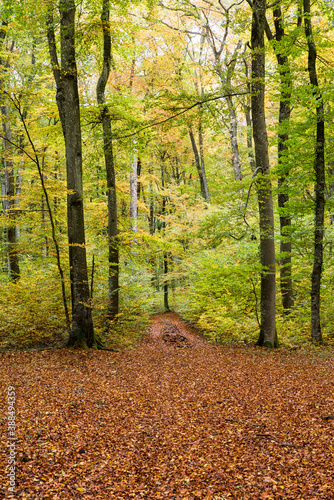 path through autumnal forest beech leaves on ground