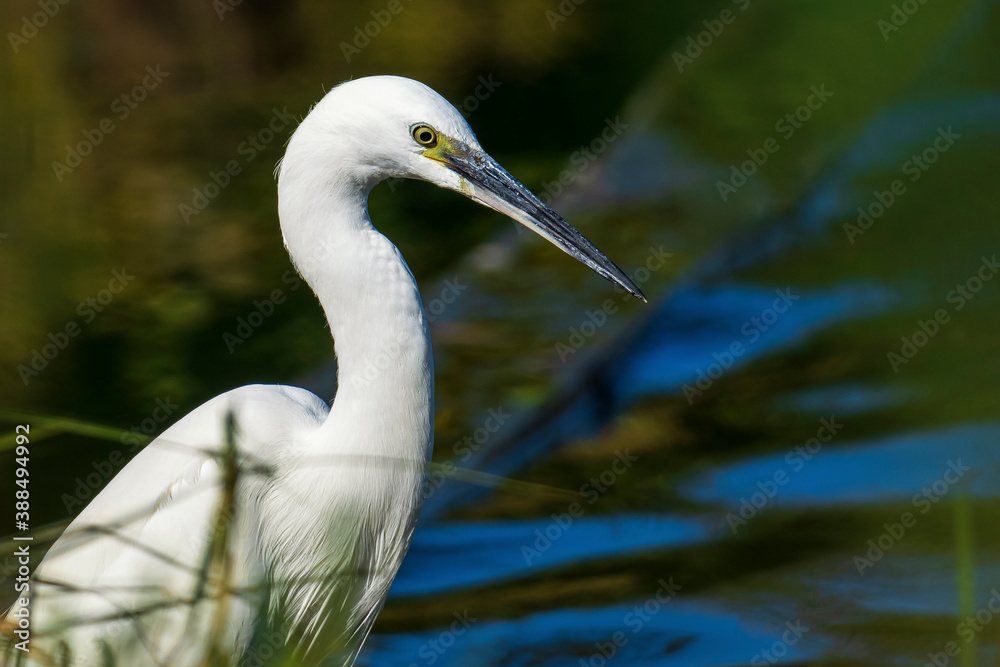 Little Egret Egretta garzetta Costa Ballena Cadiz Little Egret Egretta garzetta Costa Ballena Cadiz
