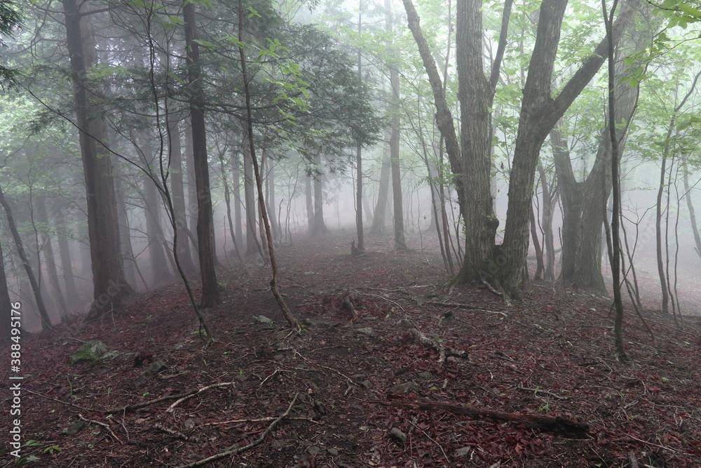 Obraz premium 大雨の中の登山道2