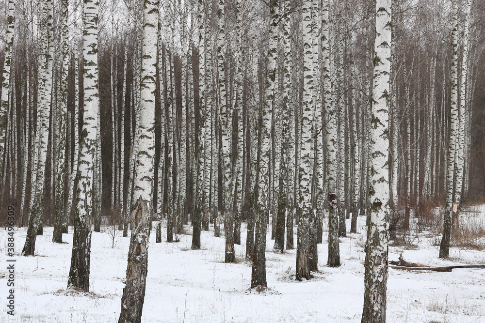 Black and white birch trees with birch bark in birch forest among other birches in winter in snow Black and white birch trees with birch bark in birch forest among other birches in winter in snow
