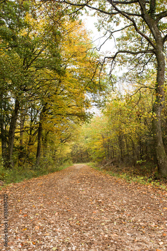 path through autumnal forest beech leaves on ground