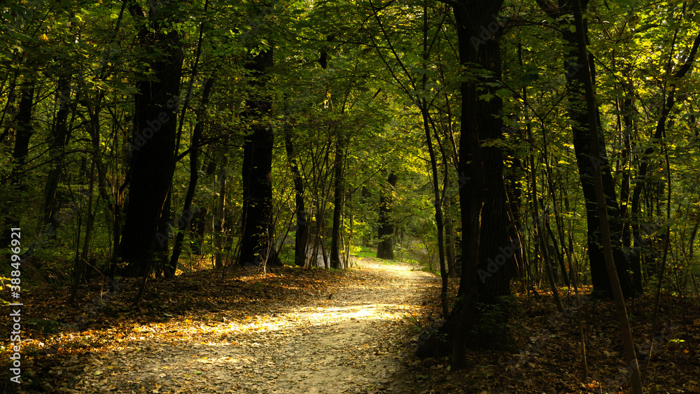 fabulous road in the park illuminated by the sun fabulous road in the park illuminated by the sun