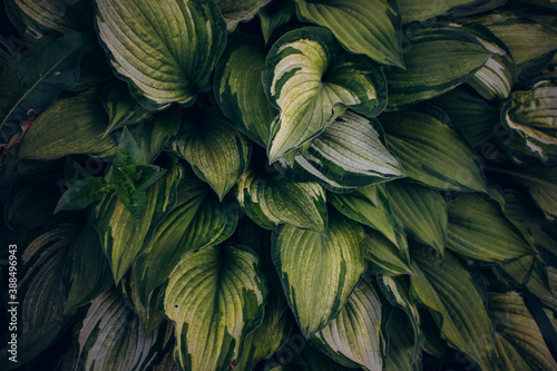 Hosta foliage background. Wallpaper with green plant leaves