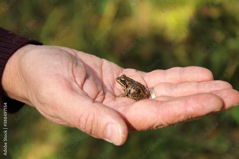 frog on hand
