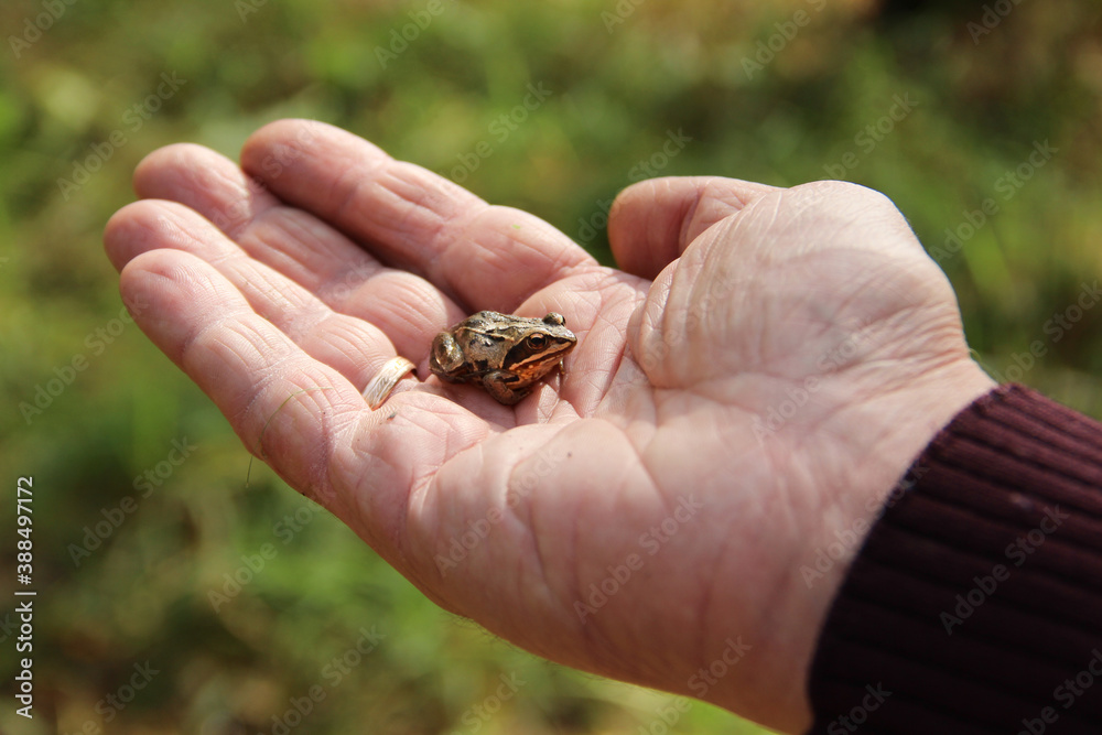frog in hand