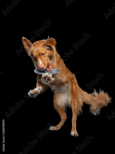 Dog jumping over the disc. Pet in the studio on a black background. Active Nova Scotia Duck Tolling Retriever