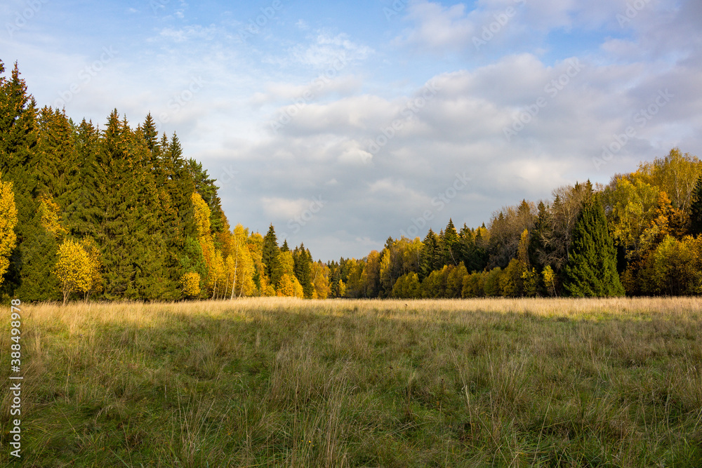 Minimalistic autumn landscape with a view of the field, forest and sky
Minimalistic autumn landscape with a view of the field, forest and sky