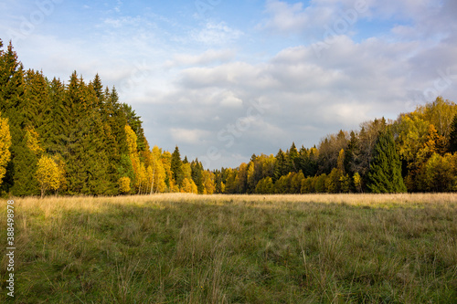 Minimalistic autumn landscape with a view of the field, forest and sky 
