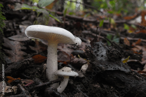 Fungo Hygrophorus cossus nella lettiera di foglie nel bosco d'Autunno