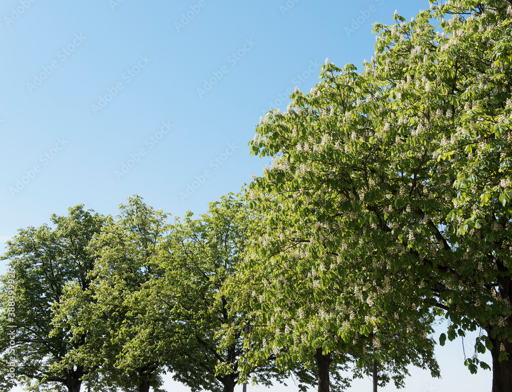 Aesculus hippocastanum | Weiß- und Frühlingsblüte von Rosskastanienbäume mit vollholzigen Stammen und runden breiter Kronen aus, unter einem blauen Himmel Aesculus hippocastanum | Weiß- und Frühlingsblüte von Rosskastanienbäume mit vollholzigen Stammen und runden breiter Kronen aus, unter einem blauen Himmel