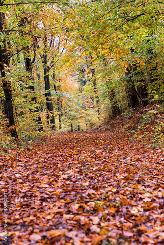 path through autumnal forest beech leaves on ground