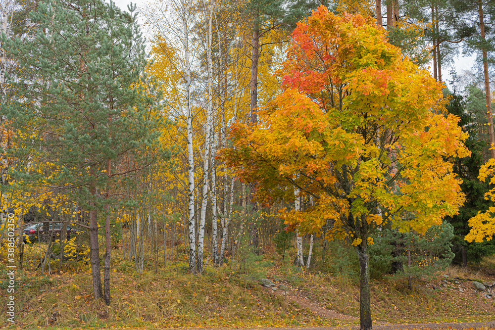 Fototapeta premium Colorful view of the autumn forest.