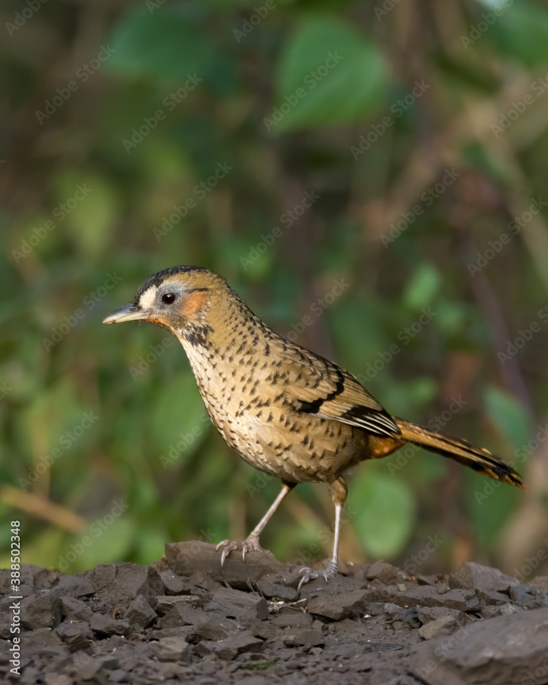 Fototapeta premium Rufous-chinned Laughingthrush on a branch