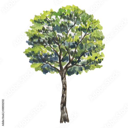 Watercolor illustration with trees