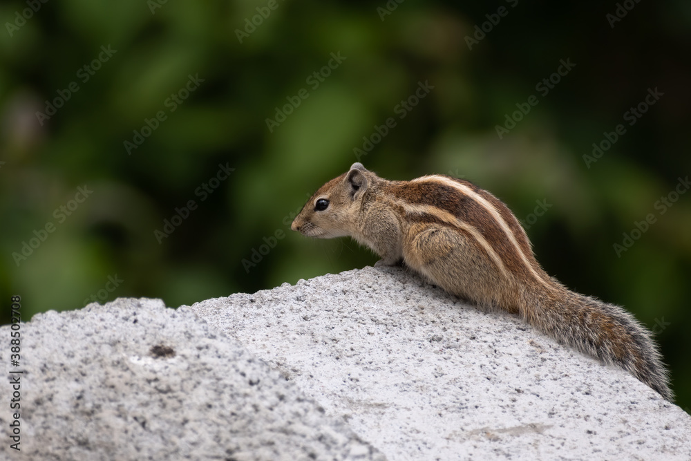 Indian palm squirrel Indian palm squirrel