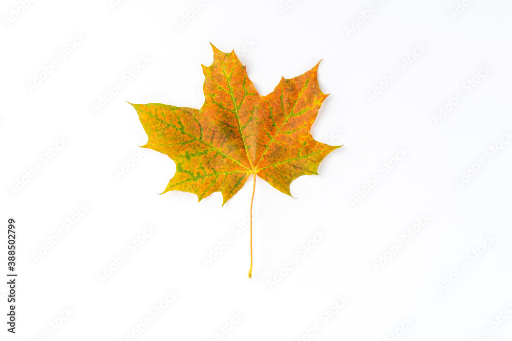 Fototapeta premium Yellow and green maple leaf isolated on white background. Autumn concept