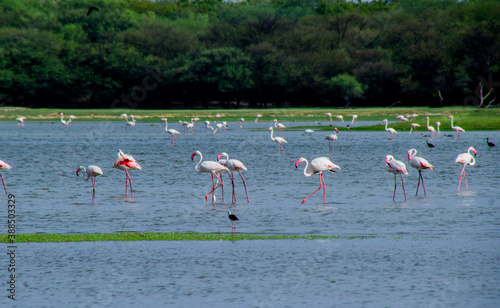 Flock of Flamingos at Thol lake