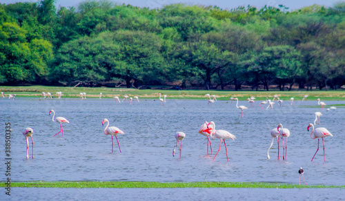 Flock of Flamingos at Thol lake photo