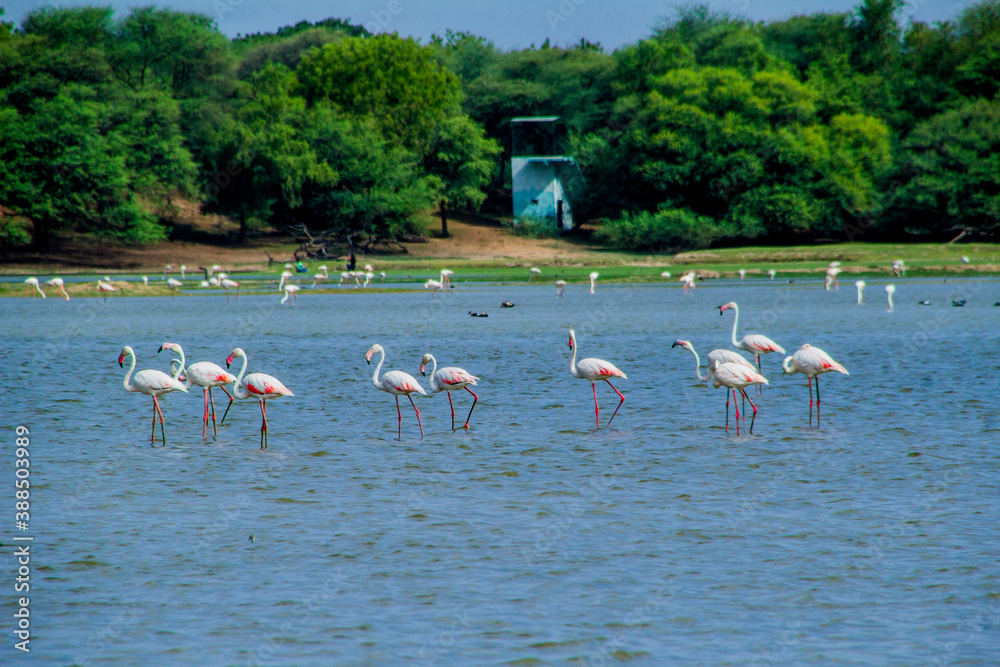 Flock of Flamingos at Thol lake
