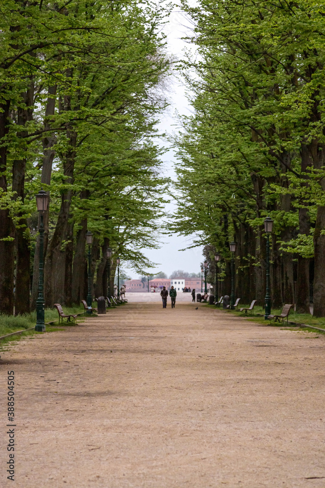 walking in the park  with beautiful trees