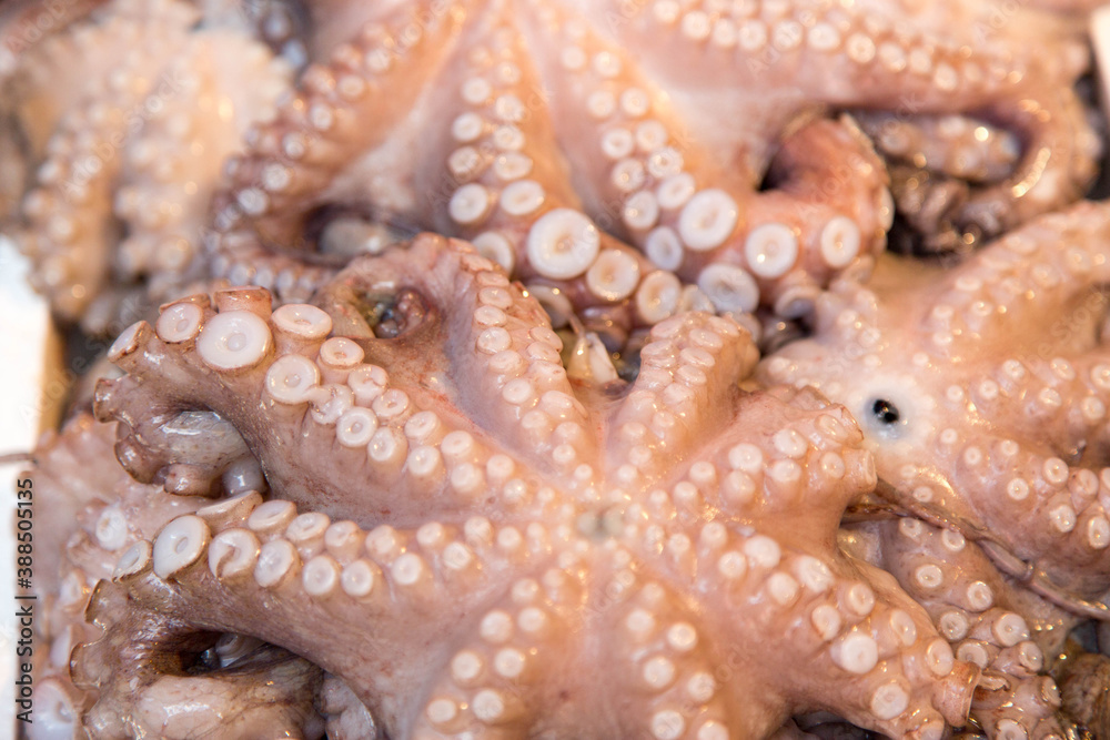 Obraz premium fresh octopus at the market