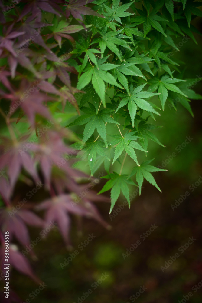 Leaves change color in the autumn. Leaves change color in the autumn.