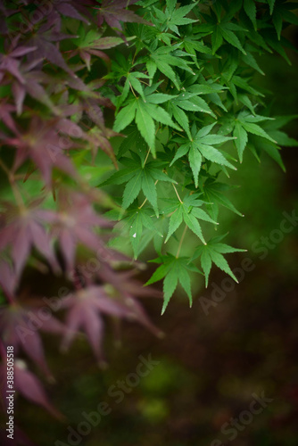 Leaves change color in the autumn. 