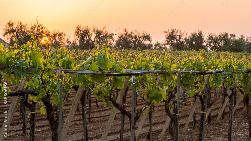 Naklejka premium grape tree in the vineyard