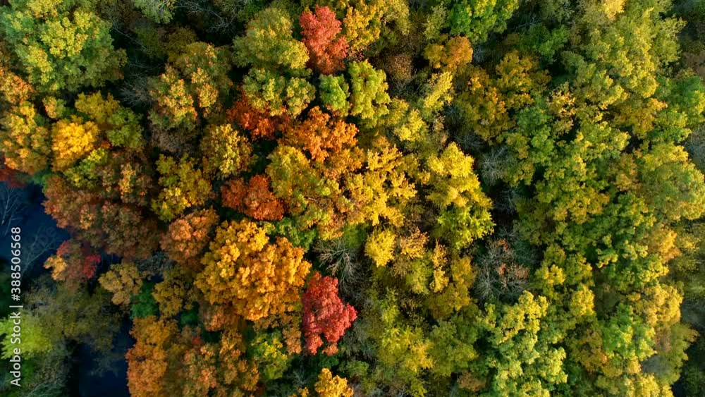 Aerial shot flying over a forest exploding with peak fall colors. Aerial shot flying over a forest exploding with peak fall colors.