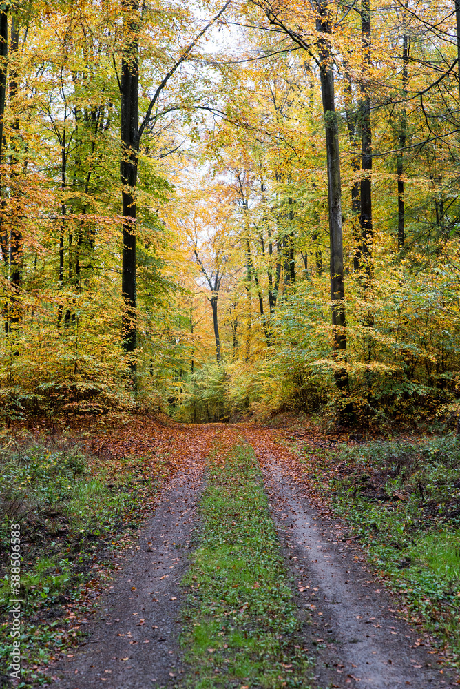Obraz premium path through autumnal forest beech leaves on ground