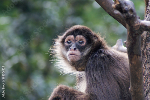 Brown Spider Monkey  Looking Skyward, Blurred Background