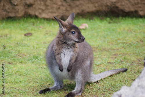 Young Bennetts Wallaby  (Macropus rufogriseus) Standing on the Grassland