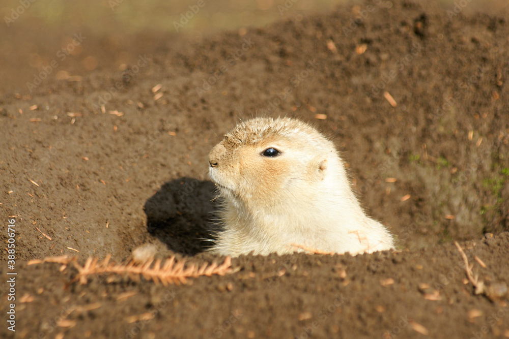 Black-tailed prairie dog Peeping from Burrow Black-tailed prairie dog Peeping from Burrow