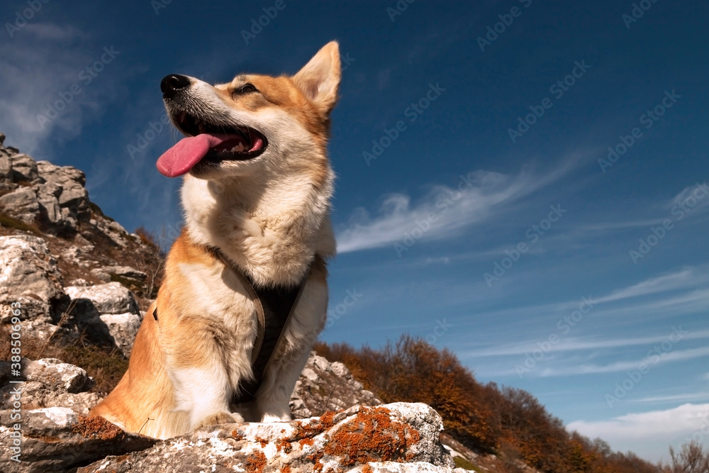 One Pembroke Welsh Corgi looks at the camera from the mountain while hiking in the mountains One Pembroke Welsh Corgi looks at the camera from the mountain while hiking in the mountains