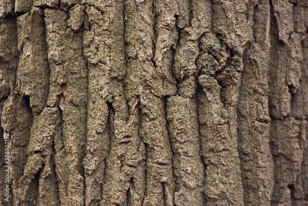 Old tree bark texture. Natural abstract background. Old tree bark texture. Natural abstract background.