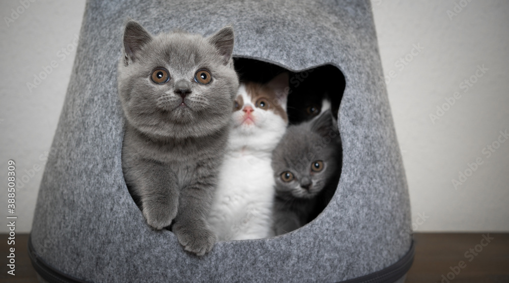Kittens Inside group of four different colored curious british shorthair kittens ...