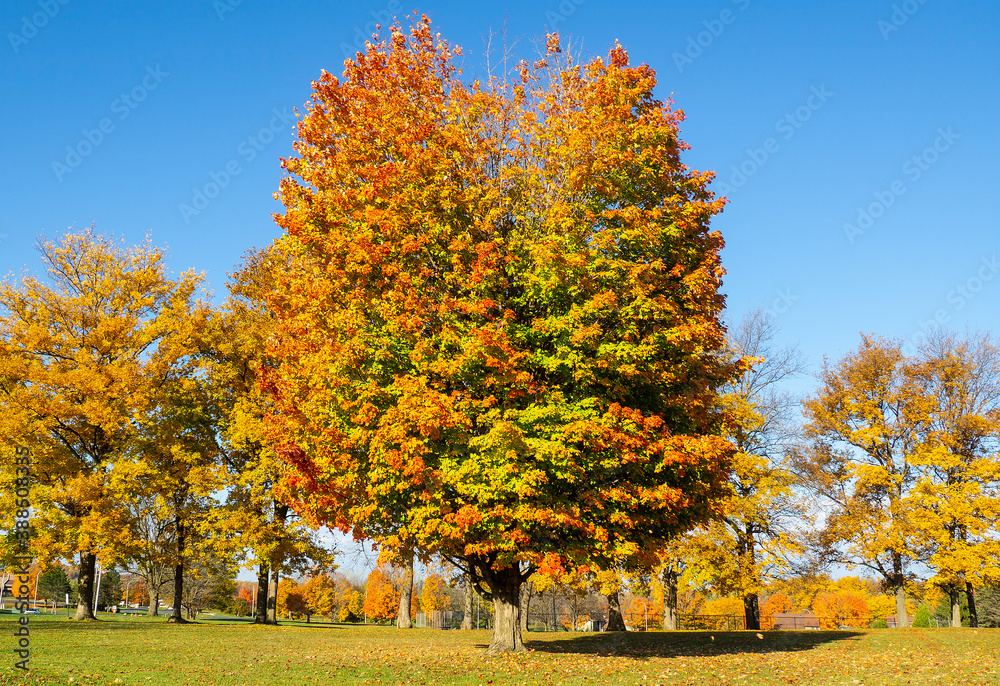 Huge Oak Treein autumn colors