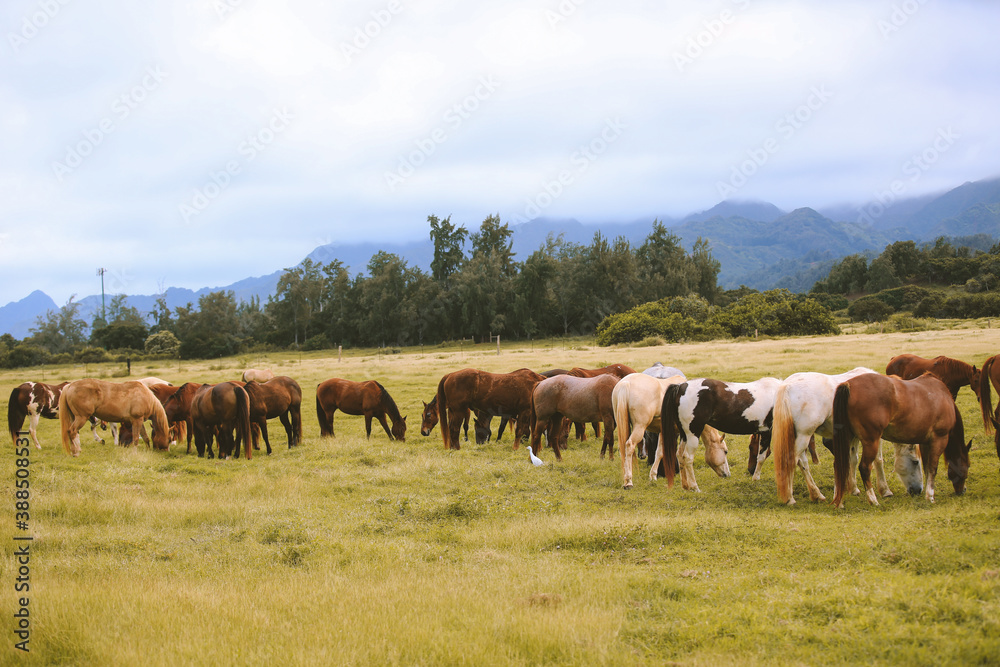 Horses in the ranch, North Shore, Oahu, Hawaii
Horses in the ranch, North Shore, Oahu, Hawaii
