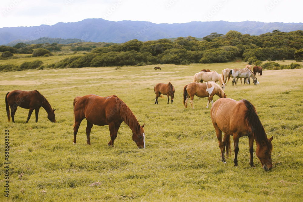  Horses in the ranch, North Shore, Oahu, Hawaii

