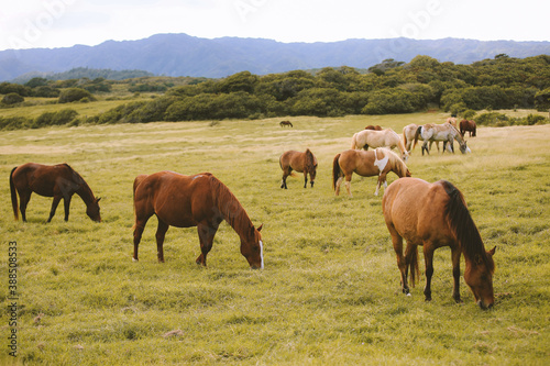  Horses in the ranch, North Shore, Oahu, Hawaii