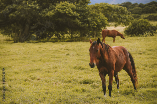 Fototapeta Naklejka Na Ścianę i Meble -   Horses in the ranch, North Shore, Oahu, Hawaii

