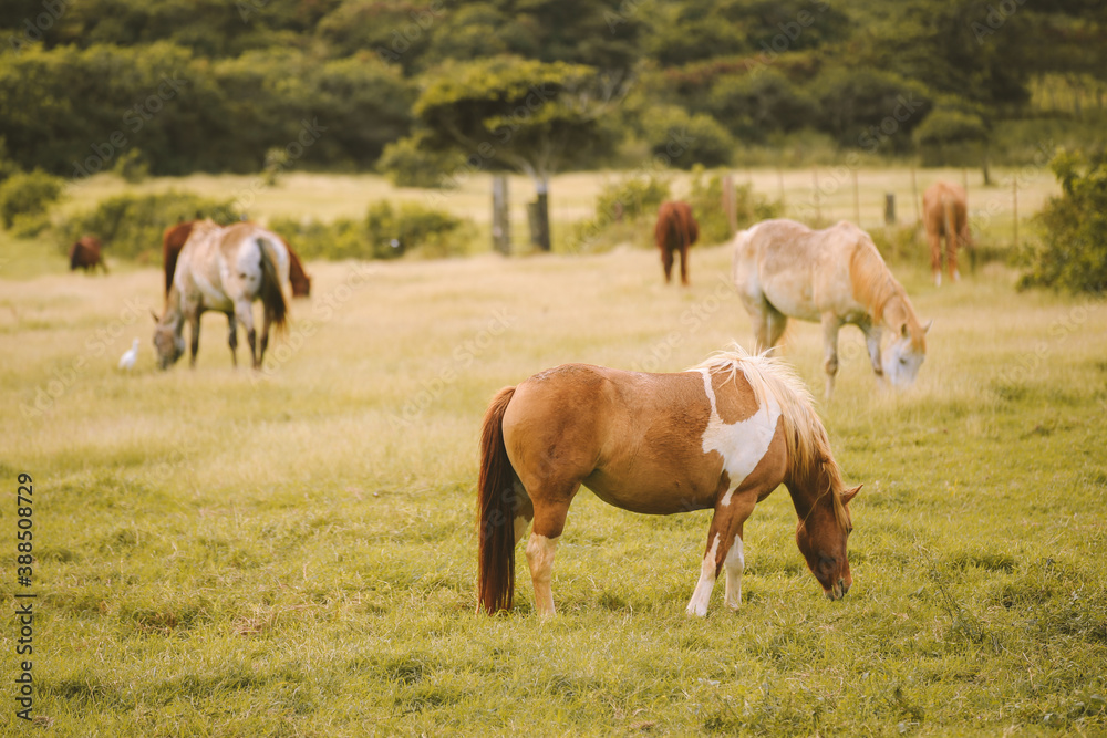 Horses in the ranch, North Shore, Oahu, Hawaii
Horses in the ranch, North Shore, Oahu, Hawaii